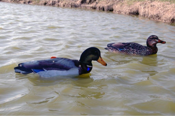 MÜHRE ÖRDEK - MALLARD DUCKS (3 ERKEK-3 DİŞİ)
